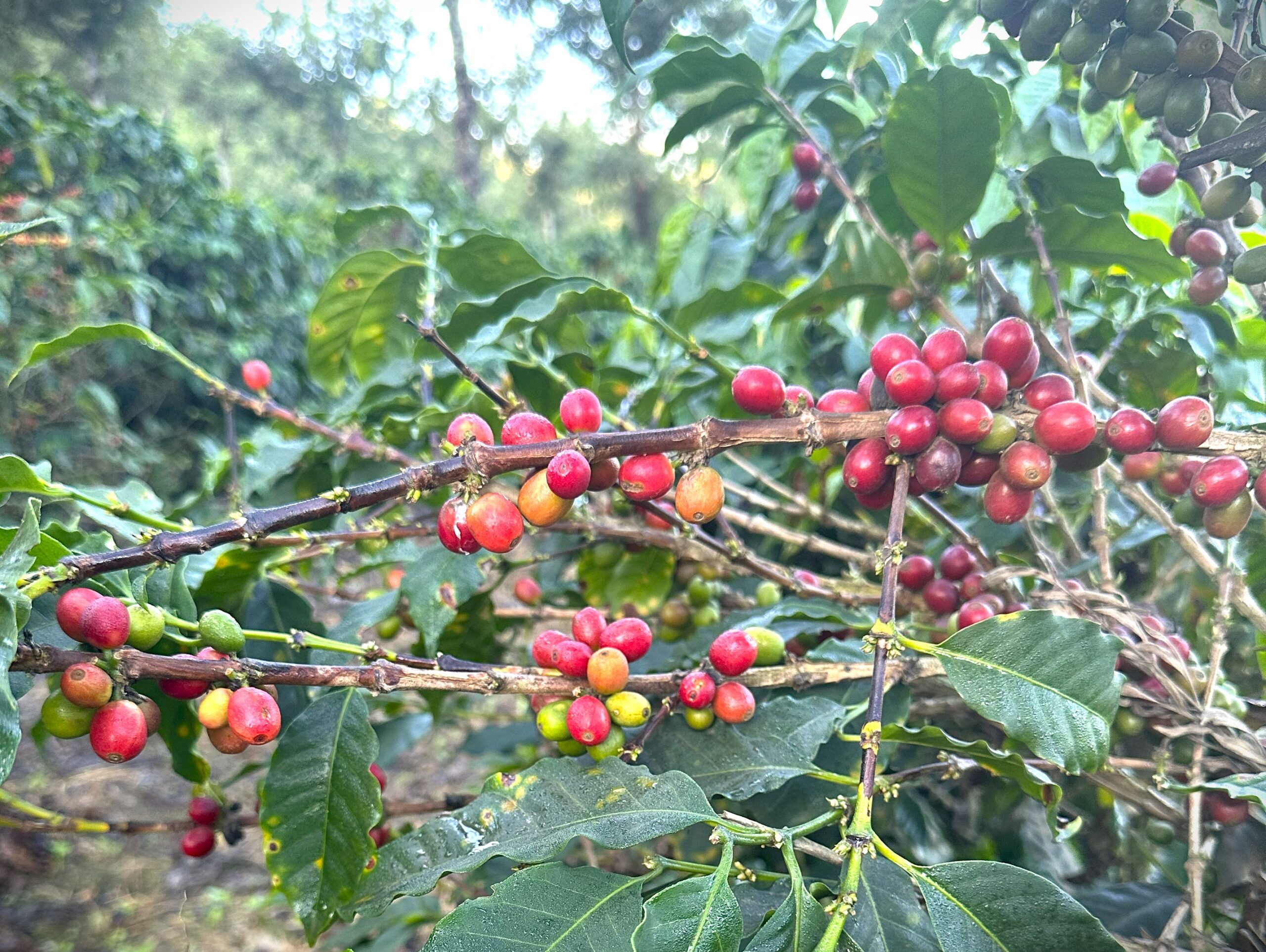 Guatemalan coffee farm visit during women leaders immersion