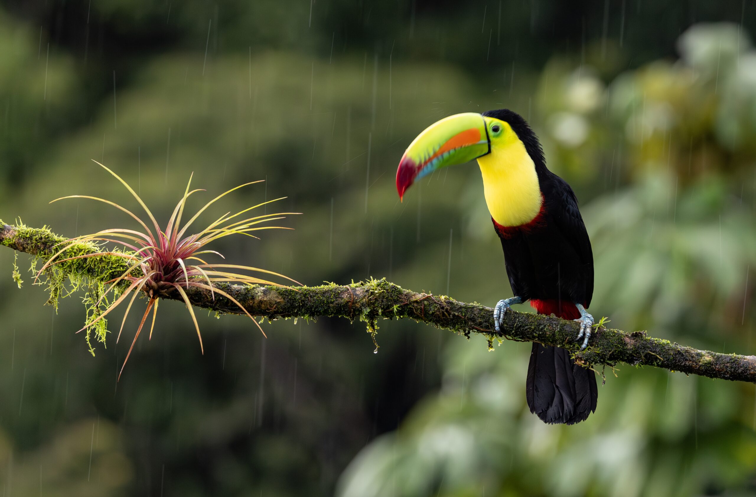 Costa Rica leadership immersion in the rainforest